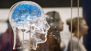 Cyborg computer chips will get their brain from human neurons