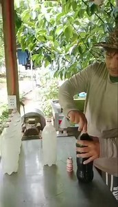 We will try this homemade probiotics recipe for our chickens and pigs using simple ingredients: Rice wash water, Molasses, and Yakult (probiotic drink). We just mixed everything together and will let it ferment for several days. Then we will give it to our animals as a drinking water supplement. Studies show that this concoction will benefit them in terms of: Stronger immune system; Less sickness and stress; Better digestion; Healthier growth and weight gain; Cleaner digestive tract ; and Natura