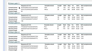 Primer Design for PCR