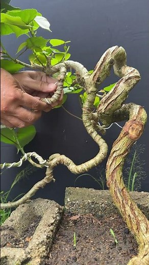 Bonsai Tree Formation, Simple, Beautiful and Lovely