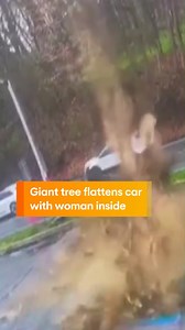 129K views · 618 reactions | A massive tree has collapsed onto a woman's car in the US, narrowly missing her  #tree #treecollapse #crushedcar #car #treecrushescar #usa #america #sunriseon7 WATCH SUNRISE FOR MORE | @7plus ☀️ | Sunrise | Facebook