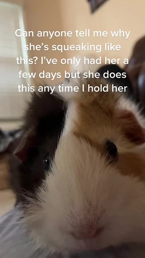 #fyp#guineapig#question#squeakingguineapigs#Ginger# | guinea pig
