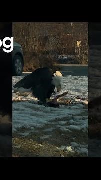 Bald Eagle Eating Breakfast || ViralHog