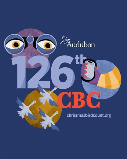 Audubon North Carolina on Instagram: "The 126th #ChristmasBirdCount is fast approaching! This season’s count runs from December 14, 2025 and ends January 5, 2026. Now is a great time to reach out to a count circle compiler to volunteer. This century-old community science count is an opportunity for birders of all levels to record what species are in a given area and is absolutely critical to bird science and conservation. Learn more and get involved at the link in our bio."