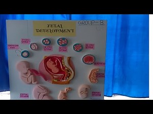Fetal development model| stage of fetal development model
