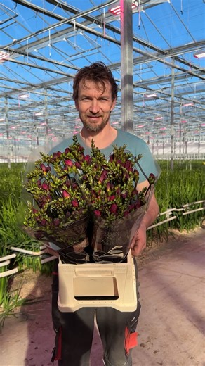 Our Valentines choices ❣️ ❤️ Ruby red 🩷Adele 🌸 Honeymoon Pre-order your favorites now in our Floriday shop 🛍️ | Kwekerij Duinland