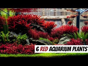 Your Tank NEEDS These Stunning Red Plants (Expert Guide)