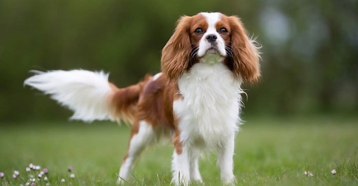 Cavalier King Charles Spaniel Progression: Growth Chart, Milestones, and Training Tips