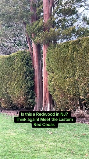 Think you found a Redwood in New Jersey? 🌲👀 It’s a common mistake! With that towering height and that iconic, shaggy red bark, the Eastern Red Cedar (Juniperus virginiana) is a master of disguise. But while it looks like a West Coast titan, this tree is a true Northeast local. Annnd it’s not actually a cedar at all—it’s a Juniper! 🤯 Why we love this tree: • Wildlife Hero: Those little blue “berries” (actually cones!) are a favorite for Cedar Waxwings and local birds. 🐦 • Tough as Nails: It h