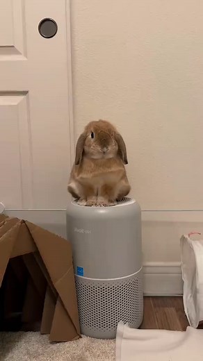 Rabbit breeds differ in size, markings, and behavior 🐰 This video highlights four commonly known rabbit breeds. 🐰Which one would you keep as a pet? Which rabbit would you choose🐰 Giant • 🎨 Harlequin • ⚫ Dutch • 👂 Lop #Flemishgiant #Harlequinrabbit #Dutchrabbit #Hollandlop #RabbitBreeds