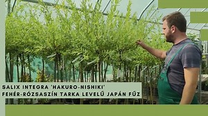 8.3K views · 473 reactions | Salix integra 'Hakuro-Nishiki' – Tarka levelű japán fűz egy vízparti növény. Ha nem is áll folyton vízben, akkor is folyamatos nedvességet, folyamatos öntözést igényel. | Megyeri Szabolcs kertész | Facebook