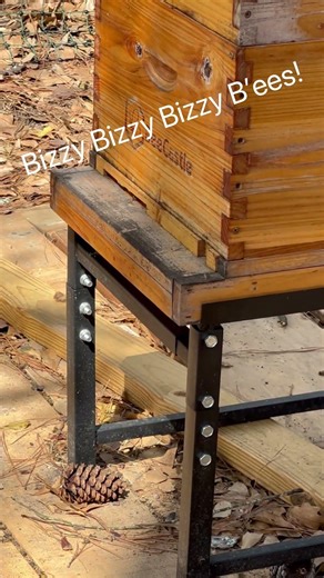 Hive rush hour. Pollen coming in and young bees learning where home is. 🐝