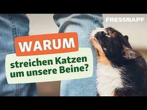 Warum streichen Katzen um unsere Beine?