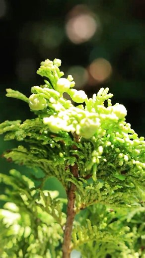 【BONSAI】Cypress with Cones #bonsai #nature #shorts #garden