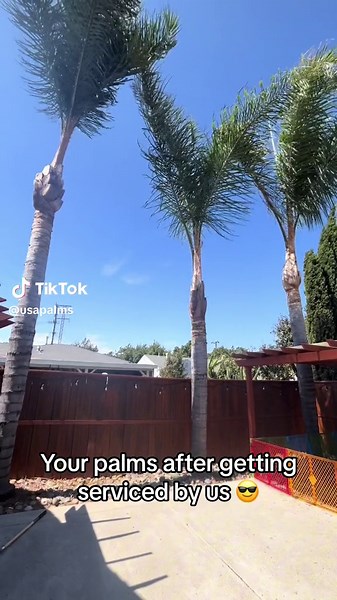 The best Palm Tree trimming in the Bay Area #palmtrees #fyp #arbor