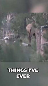 Thought it was a wolf! Bull elk “plays” with dog! #bowhunting #elk #hunting #buckstormsd