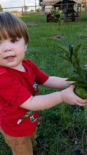 Inside Our Florida Homestead: Orchard