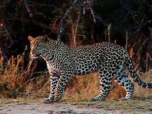 Animals Gone Wild Season 1 Episode 1