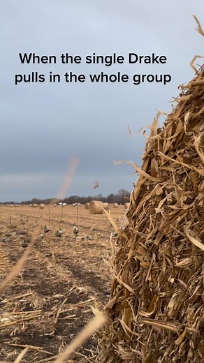 Small clip from an awesome 8 man #limit #mallards #sitkagear #fyp #hunttok #duckhunt