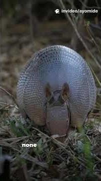 Top 10 weird fact about Glyptodon #animalfacts #didyouknow #facts