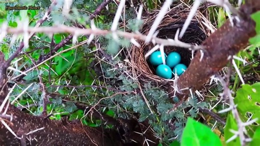Indian robin documentary