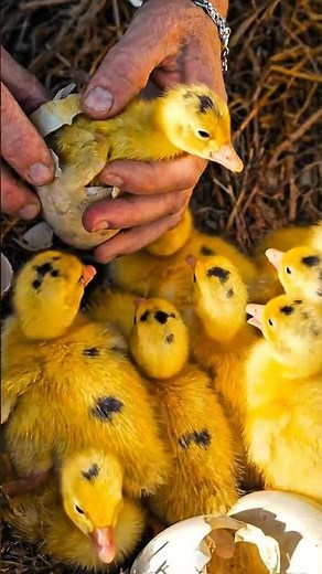 Watch goslings being born live! 🐣🐥🐥