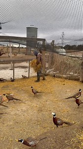 We had to catch a bunch of pheasants except we got a very unexpected rain. Anyone who raises pheasants knows this can be a mess. A little trick is to throw a bunch of straw down on top of the mud! | Pete’s Pheasant Farm