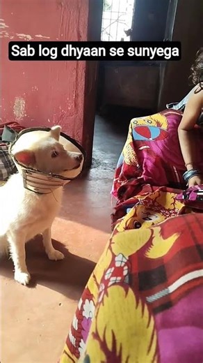 Ab kya chahiye tujhe sandhya se#shorts #dogshorts #trendingshorts #comedy #funny