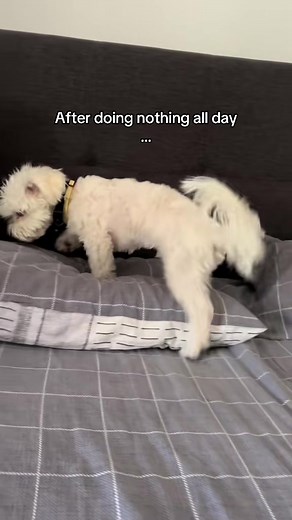 Tips for Your Maltese's Ideal Nap Time