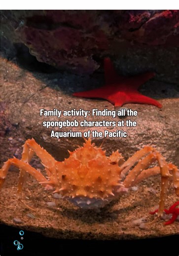 Family Fun at the Aquarium of the Pacific this Spring Break