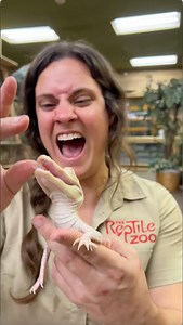 Zero really thought my finger looked like a piece of chicken I guess 🐊 | The Reptile Zoo