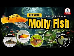 Best Tank Mates for Molly Fish That Will Transform Your Aquarium! #fish #mollyfish #fishvideo