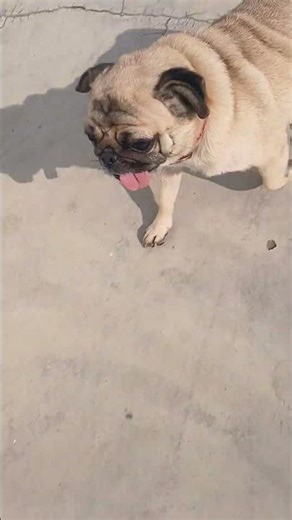 #cute dog lucy my pug#short video 😇🥰