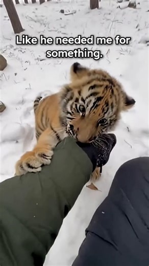 @yamatosenseii on Instagram: "In the freezing expanse of the Siberian wilderness, Yamato—a wanderer who sought the silence of the snow—found something he didn't expect: a heartbeat. Beneath the roots of a fallen cedar tree, a tiny Siberian tiger cub lay shivering. Its mother, a victim of the harsh winter or perhaps a hunter’s bullet, lay frozen nearby. The cub’s golden eyes were clouded with hunger and fear, its soft chirps fading into the howling wind. The Encounter Yamato knelt in the snow. He