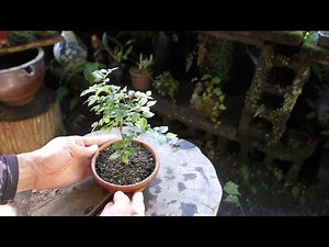 2年前に裏山から採取した榎/エノキ【♯96】の成長記録 (2022） ♯371