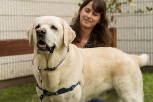 First canine total ankle replacement surgery in Florida performed on dog at UF »  The Veterinary Page »  » University of Florida