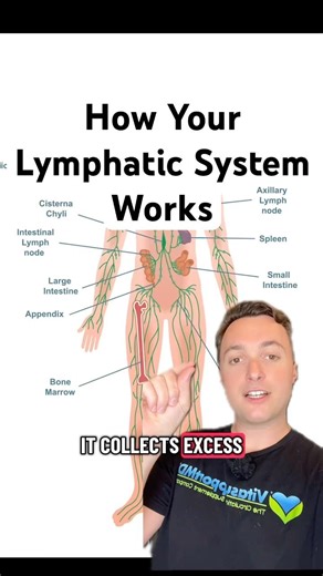 How Your Lymphatic System Works