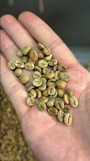 RealTech Q16 – Compact Green Coffee Sorter with 40-100kg/h Capacity