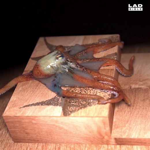 1.5M views · 9.3K reactions | This CGI octopus is so incredibly detailed and realistic  | LADbible | Facebook