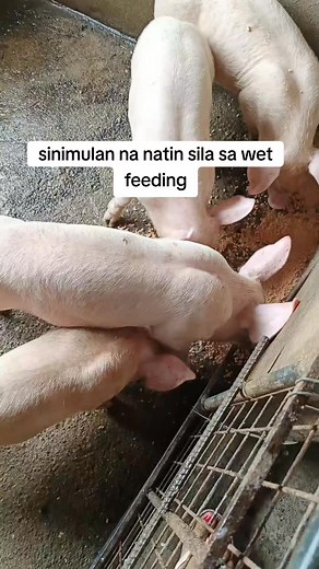 Sinimulan na sila mag wet feeding... #fypシ゚viralシ #WetFeeding | Oonagh Backyard Farm