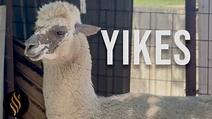 Poor guys has always had this skin condition. Unfortunately, there isn't a lot of info in the category of alpaca medicine | Right Choice Shearing
