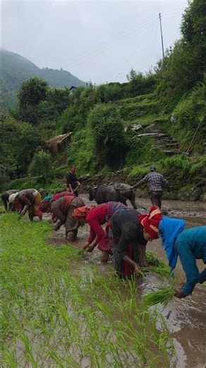 Ancient Paddy Farming in the Himalayas Oxen Plowing & Traditional Rice Planting #villagelife #viral