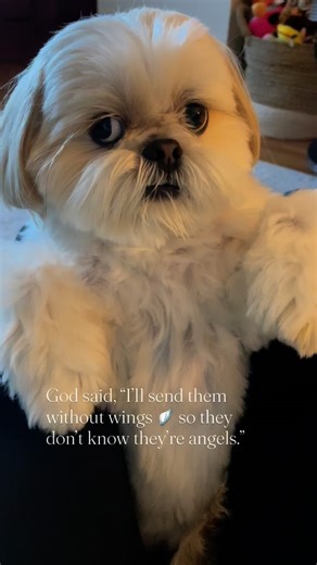 The best kind of angels 🪽❤️🙏🏻 #shihtzugram #shihtzulover #shihtzus #shihtzunation #shihtzusofinstagram | masontheshihtzu1