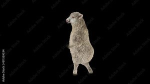 Sheep Dancing, Animal, 3d rendering, Animation Loop, cartoon, included in the end of the clip with Alpha matte.