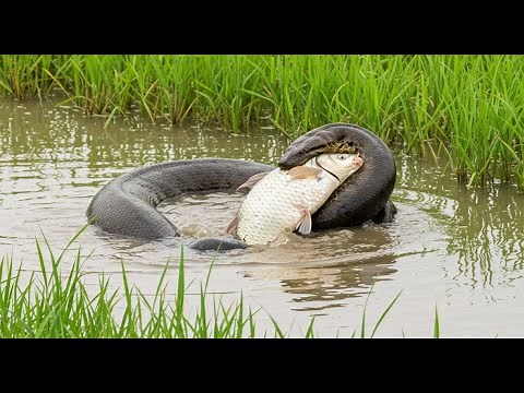 GIANT ANACONDA Ambushes & Swallows HUGE Fish Whole!