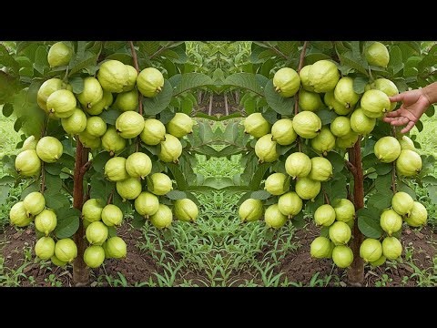 Grow Guava Trees from Cuttings: A Step-by-Step Guide