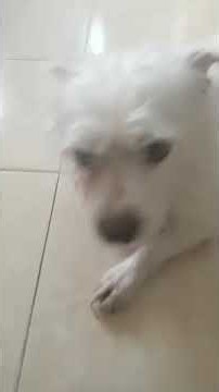 Salero Paloma Blanca Meme