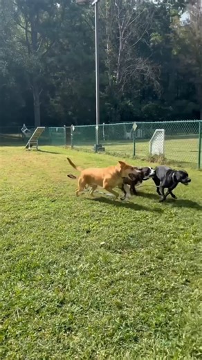 🚗Never a dull moment at a doggy play group!🚗 #Zoomies for days! Our dogs get along so well. They match each other's energy in the best way, whether that means chasing each other in circles or immediately flopping on the ground right after. 🤪🐾 #FollowtheLeader #MarioKart | Paws4ever