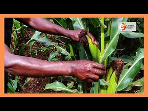 Smart farm: Farmers adopt climate-smart practices to tackle drought and crop losses