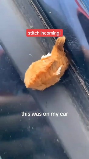 #stitch with @callie It's a southern flannel moth! These venomous caterpillars become a lot more common in the fall. When they mature into adulthood they're completely harmless. Their venom hurts, but usually isn't an emergency. #bugtok #caterpillar #moth #nature #animals #animalfacts